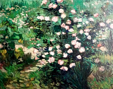 Rosebush in Blossom (JH 1679) - My Dream
