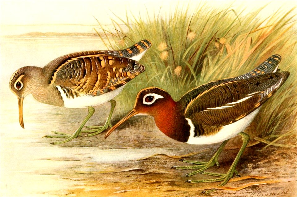 Rostratula benghalensis 1921