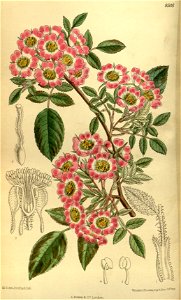 Rosa corymbulosa 140-8566