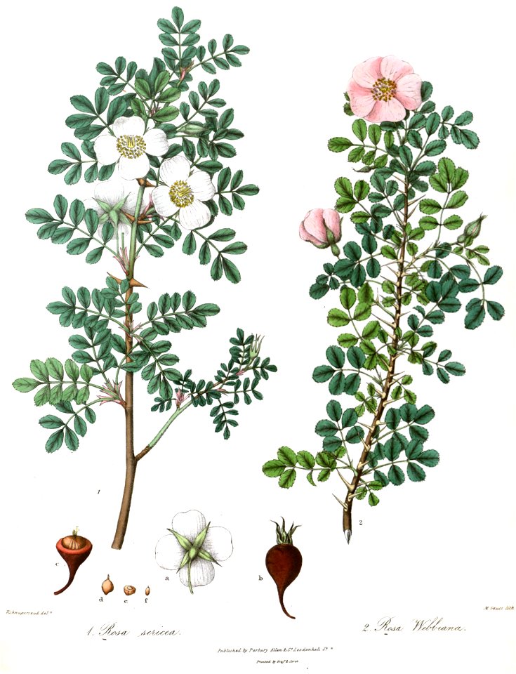 RosaRoyle