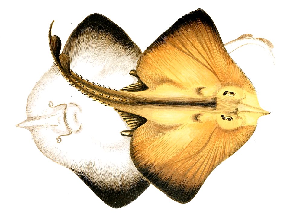 Rostroraja alba