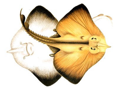Rostroraja alba