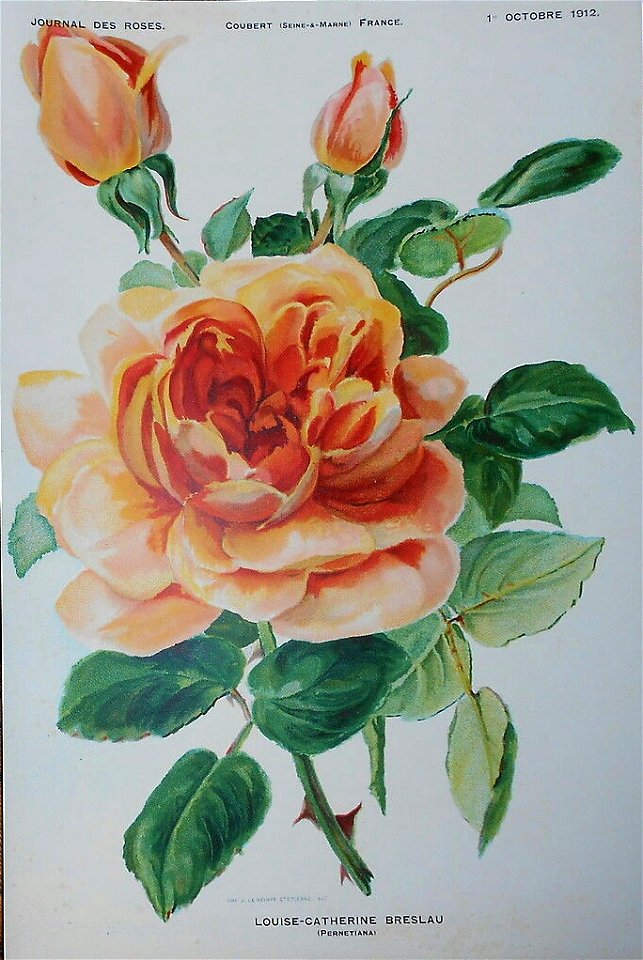 Rose Louise-Catherine Breslau
