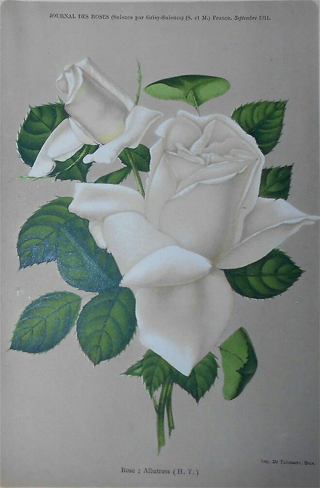 Rosa Albatross