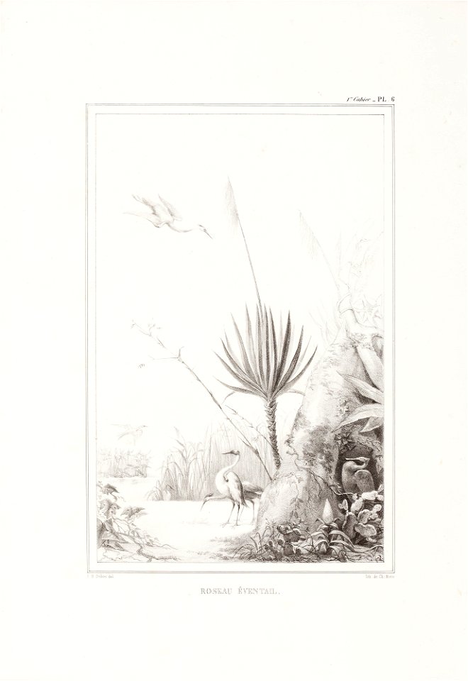 Roseau éventail (4), da Coleção Brasiliana Iconográfica