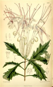 Rotheca incisa (as Clerodendron macrosiphon) Bot. Mag. 109.6695