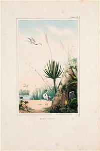 Roseau éventail (3), da Coleção Brasiliana Iconográfica