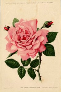 Rose Madame de La Bastié