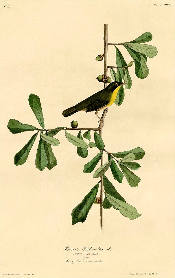 Roscoe's Yellow-throat (Audubon)
