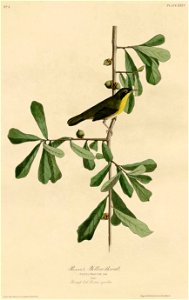 Roscoe's Yellow-throat (Audubon)