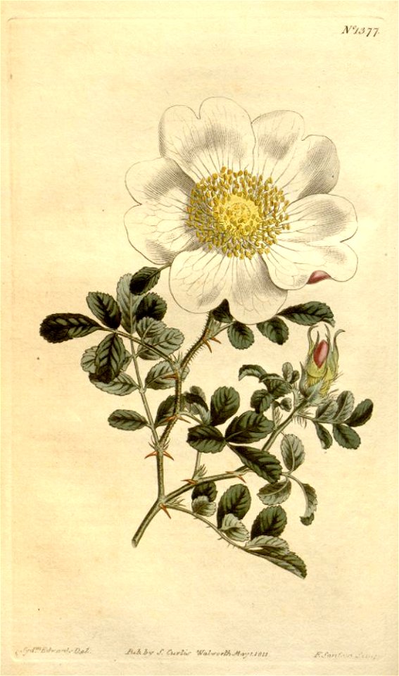 Rosa bracteata
