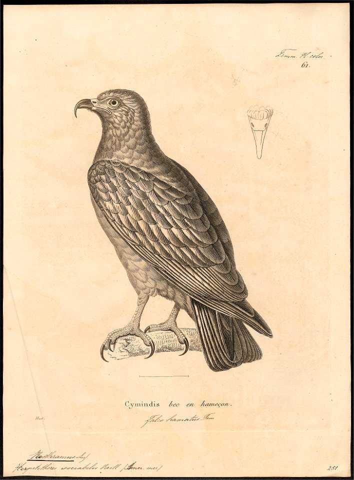 Rostrhamus sociabilis - 1700-1880 - Print - Iconographia Zoologica - Special Collections University of Amsterdam - UBA01 IZ18200354