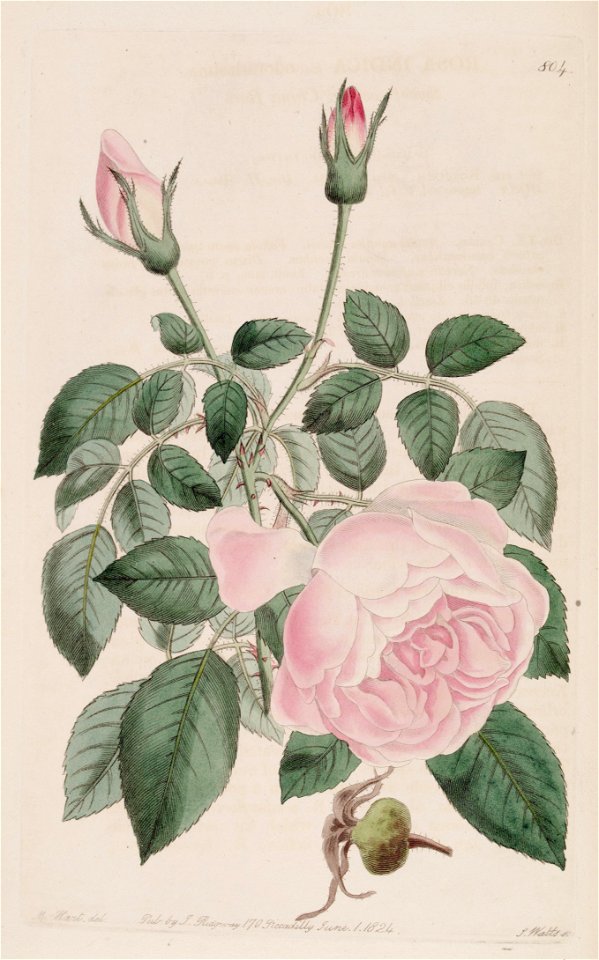 Rosa Hume's Blush Tea-scented China