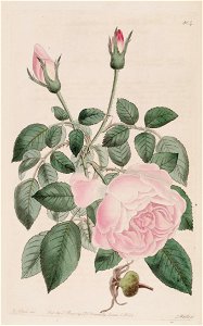 Rosa Hume's Blush Tea-scented China
