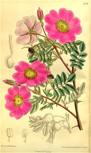 Rosa sertata 139-8473