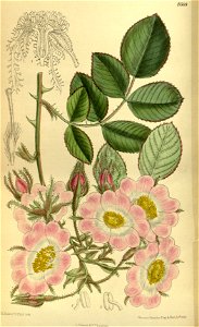 Rosa setipoda 140-8569