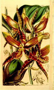 Rossioglossum grande (as Odontoglossum grande) - Curtis' 68 (N.S. 15) pl. 3955 (1842). Free illustration for personal and commercial use.