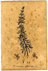 Rosmarinus officinalis Mann