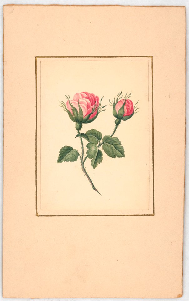 Rose blossoms on stem with leaves LCCN2016648703