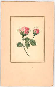 Rose blossoms on stem with leaves LCCN2016648703