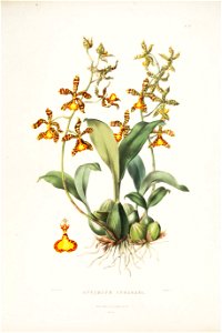 Rossioglossum insleayi (as Oncidium insleayi) - Bateman Orch. Mex. Guat. pl. 21 (1842)