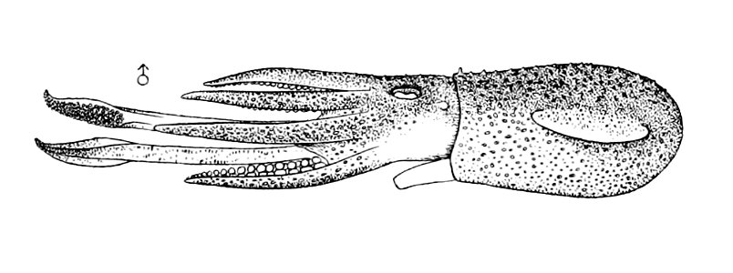Rossia glaucopis1