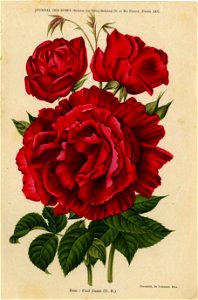 Rose Paul Denis