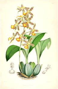 Rossioglossum insleayi (as Odontoglossum insleayi) - pl. 4 - Bateman - A Monograph of Odontoglossum. Free illustration for personal and commercial use.