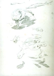 Rough sketches of a shoal of fish, an octopus, a pike and an eel RMG PU0492