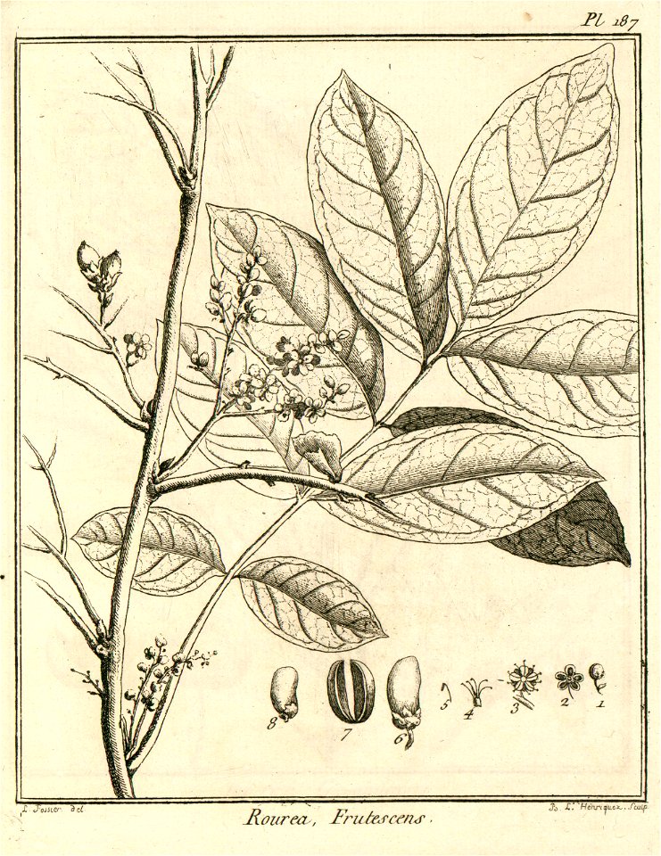 Rourea frutescens Aublet 1775 pl 187