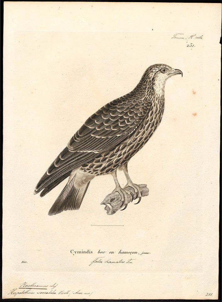 Rostrhamus sociabilis - 1700-1880 - Print - Iconographia Zoologica - Special Collections University of Amsterdam - UBA01 IZ18200356