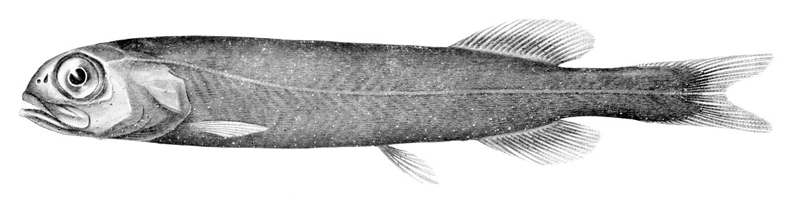 Rouleina squamilatera