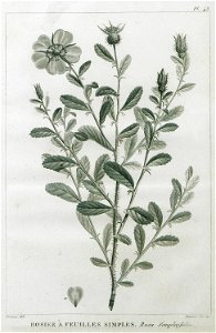 Rosier à feuilles simples Rosa simplicifolia - Olivier Guillaume Antoine - 1801
