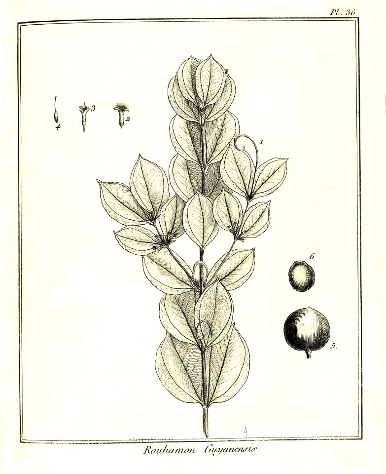 Rouhamon guianensis Aublet 1775 pl 36