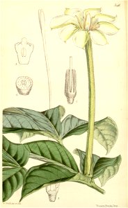 Rothmannia octomera Bot. Mag. 89. 5410. 1863