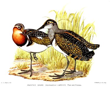 RostratulaCapensisDavies