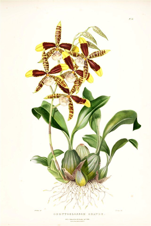 Rossioglossum grande (Odontoglossum grande)-Bateman Orch. Mex. Guat. pl. 24 (1840)