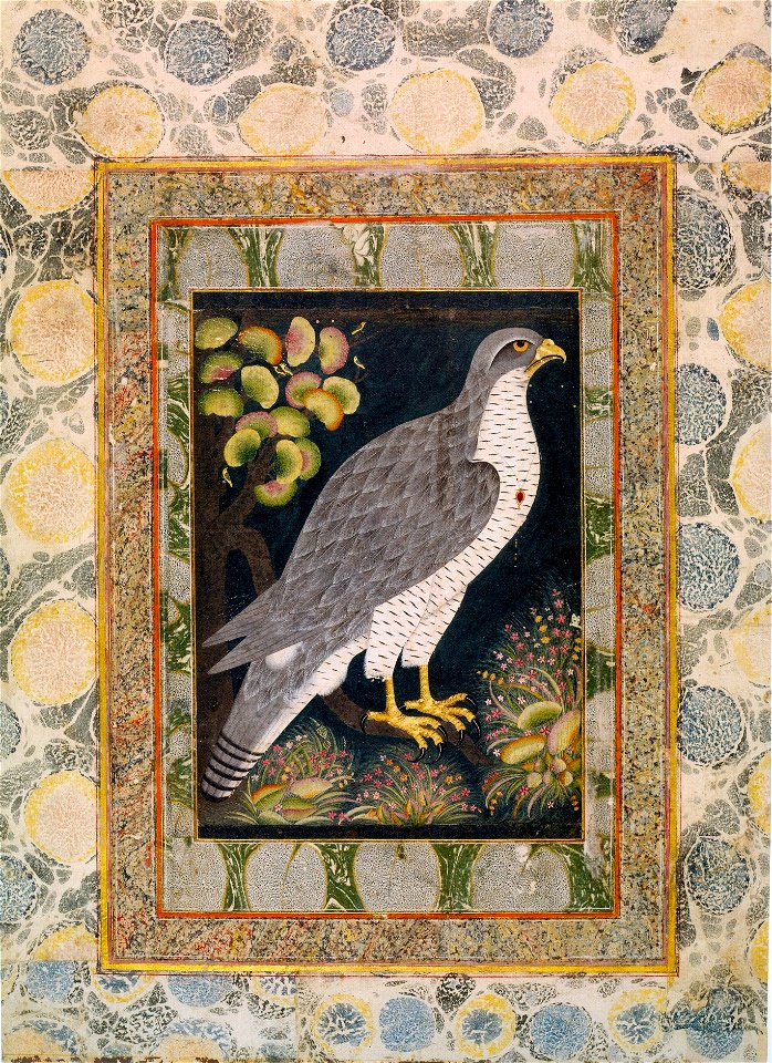 Royal Hunting Falkon (Baz). Follower of the Bodleian Painter (attr.) 1610-20, Ashmolean Museum