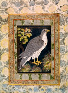 Royal Hunting Falkon (Baz). Follower of the Bodleian Painter (attr.) 1610-20, Ashmolean Museum