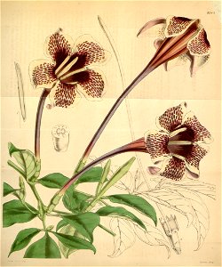 Rothmannia longiflora Bot. Mag. 71. 4185. 1845