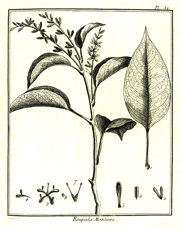 Roupala montana Aublet 1775 pl 32