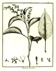 Roupala montana Aublet 1775 pl 32