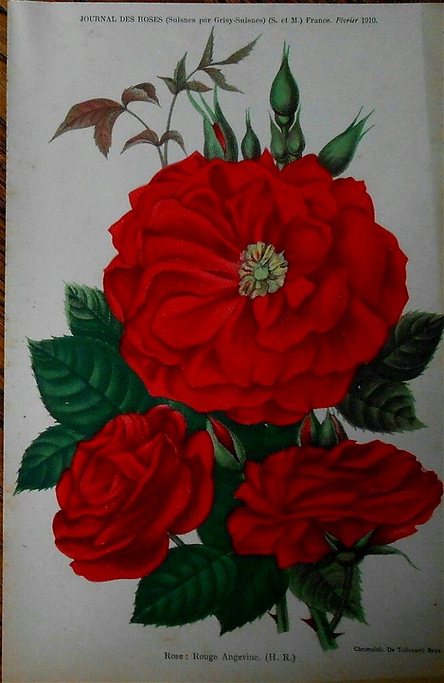 Rouge Angevine