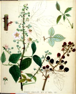 Rubus discolor — Flora Batava — Volume v19