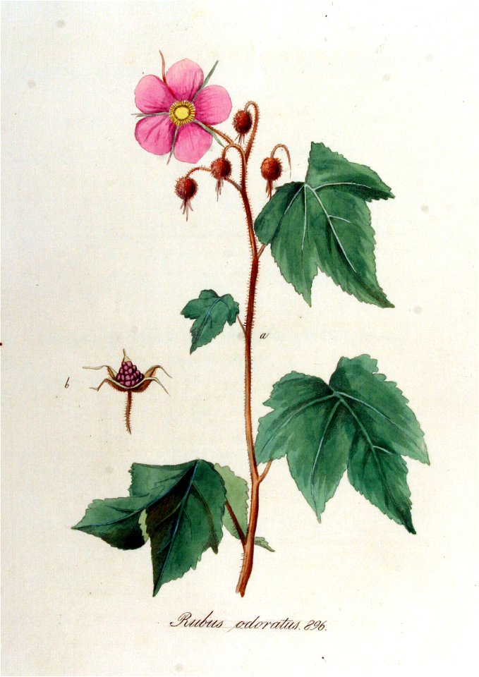 Rubus odoratus — Flora Batava — Volume v12