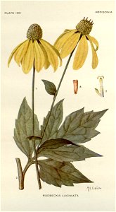 Rudbeckia laciniata