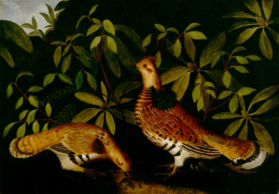 Rubens Peale - Two Ruffed Grouse in Underbrush - 43.41 - Detroit Institute of Arts