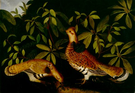 Rubens Peale - Two Ruffed Grouse in Underbrush - 43.41 - Detroit Institute of Arts. Free illustration for personal and commercial use.