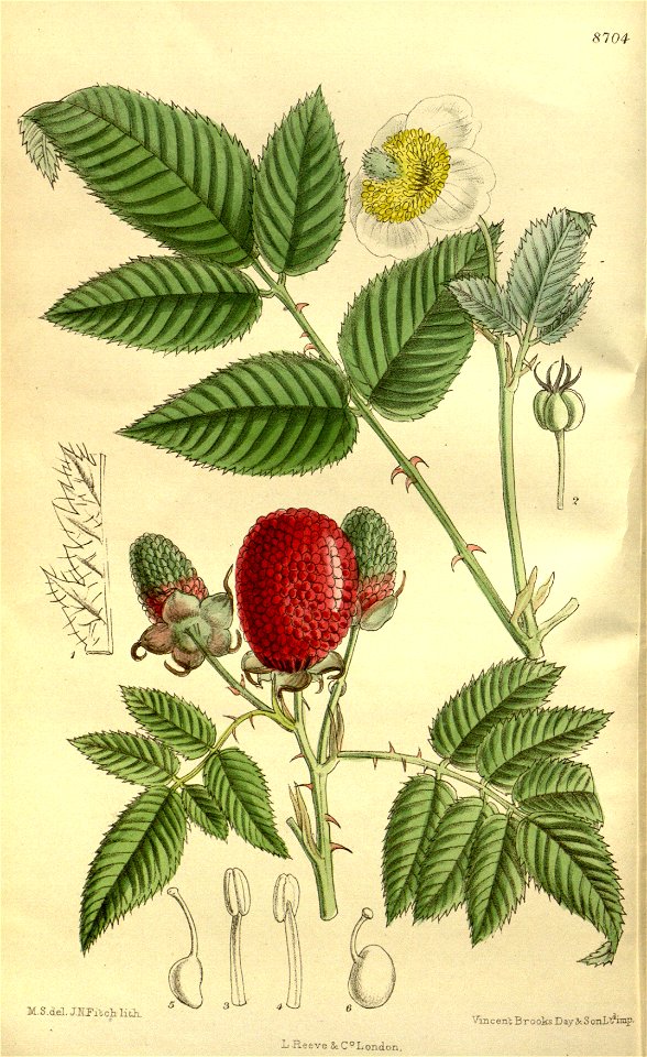 Rubus illecebrosus 143-8704
