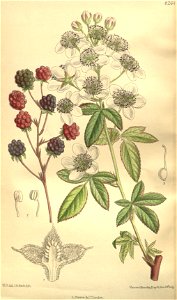 Rubus canadensis 135-8264